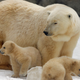 Polar bears at the Moscow Zoo in 2012.